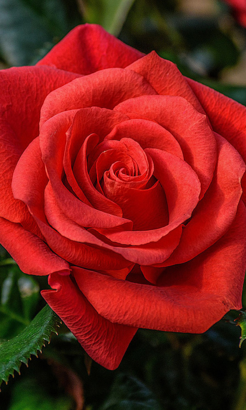 Lonely Red Rose wallpaper 480x800