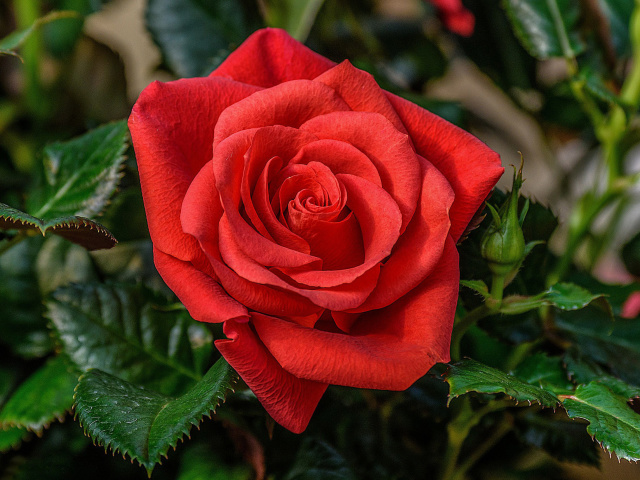 Sfondi Lonely Red Rose 640x480