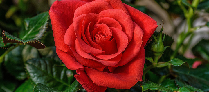 Обои Lonely Red Rose 720x320
