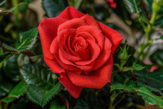 Free Lonely Red Rose Picture for Android, iPhone and iPad