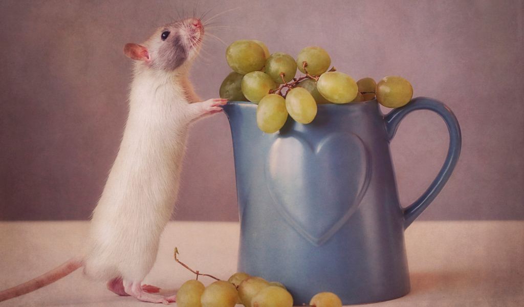 Mouse Loves Grapes screenshot #1 1024x600