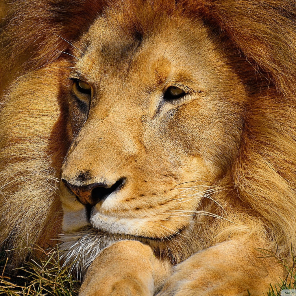Das King Lion Wallpaper 1024x1024