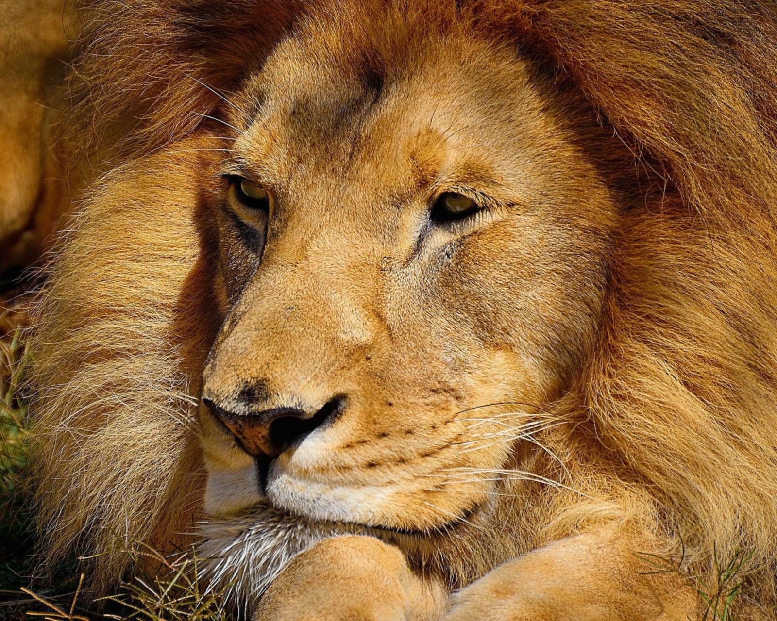 Fondo de pantalla King Lion 1600x1280