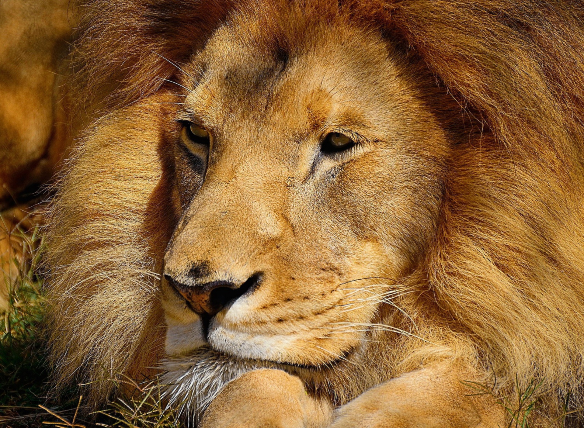 King Lion screenshot #1 1920x1408