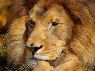 Das King Lion Wallpaper 320x240