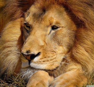Kostenloses King Lion Wallpaper für 1024x1024