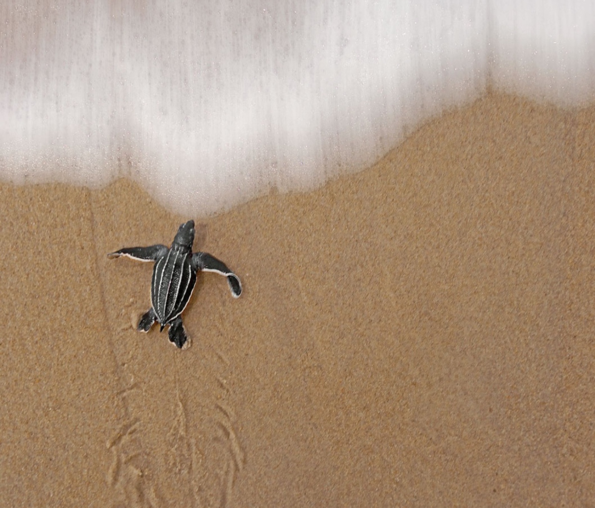 Sea And Turtle screenshot #1 1200x1024