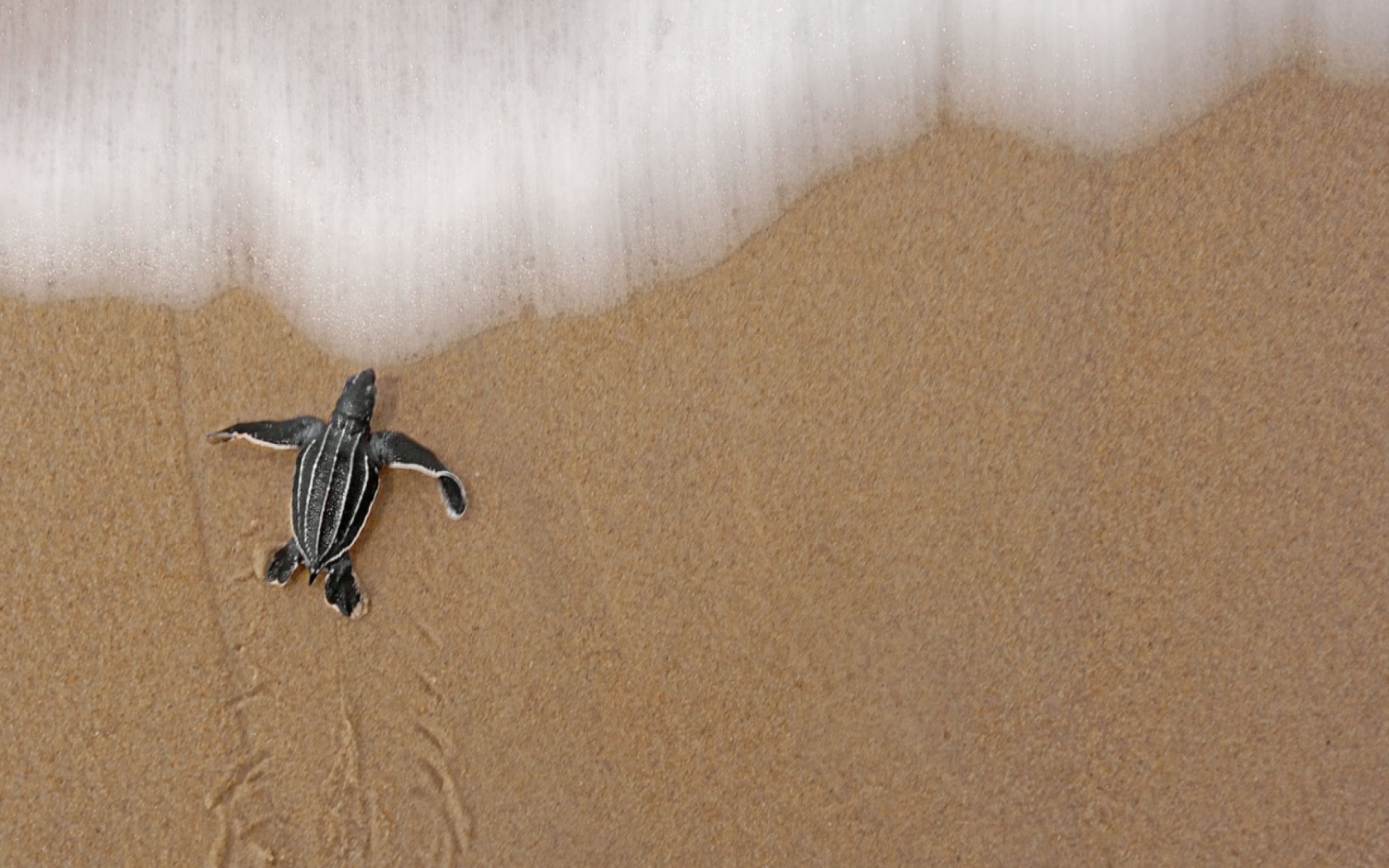 Fondo de pantalla Sea And Turtle 1680x1050
