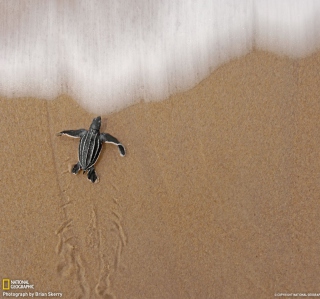 Sea And Turtle - Obrázkek zdarma pro iPad 2
