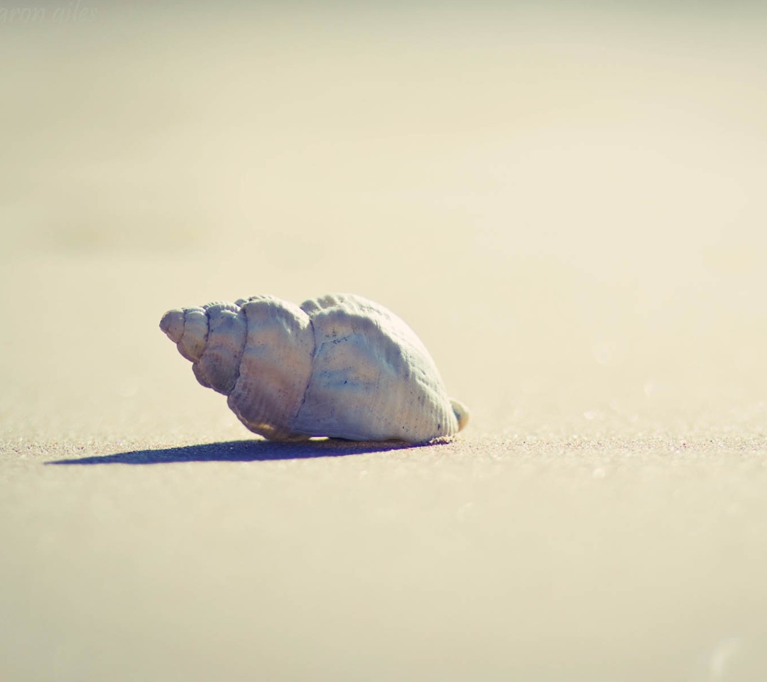 Das Lonely Seashell Wallpaper 1080x960