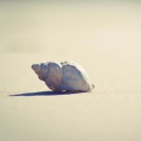 Sfondi Lonely Seashell 128x128