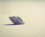 Sfondi Lonely Seashell 176x144