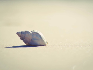 Lonely Seashell wallpaper 320x240