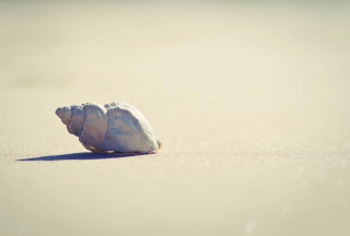 Lonely Seashell Background for Android, iPhone and iPad