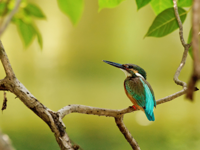 Kingfisher wallpaper 640x480