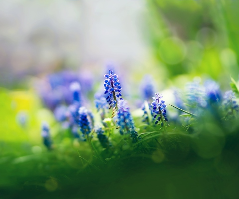 Screenshot №1 pro téma Muscari Flowers 480x400