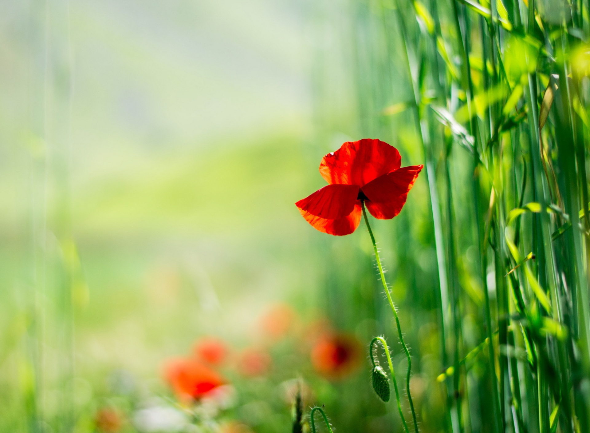 Red Poppy And Green Grass wallpaper 1920x1408