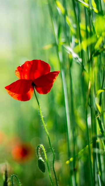 Red Poppy And Green Grass wallpaper 360x640