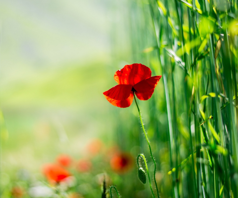 Red Poppy And Green Grass wallpaper 960x800
