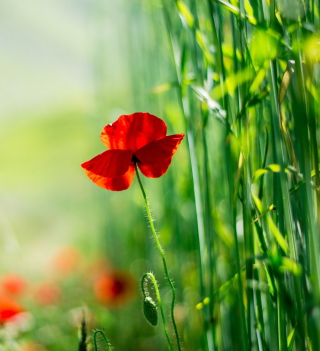 Red Poppy And Green Grass - Obrázkek zdarma pro iPad 3