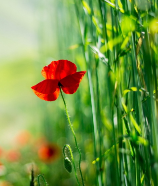 Red Poppy And Green Grass - Obrázkek zdarma pro Nokia Asha 300