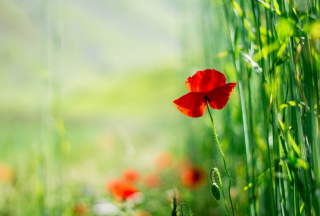 Red Poppy And Green Grass Background for Android, iPhone and iPad