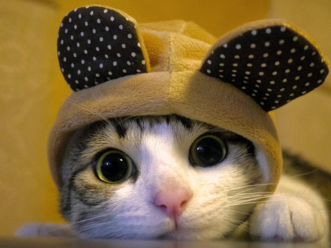 Das Cat Wearing Funny Hat Wallpaper 1280x960