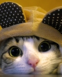 Screenshot №1 pro téma Cat Wearing Funny Hat 128x160