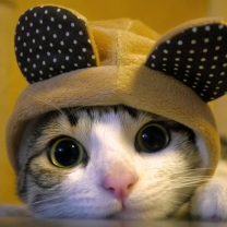 Screenshot №1 pro téma Cat Wearing Funny Hat 208x208