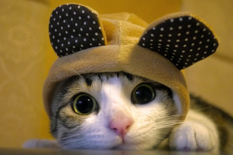 Screenshot №1 pro téma Cat Wearing Funny Hat 480x320