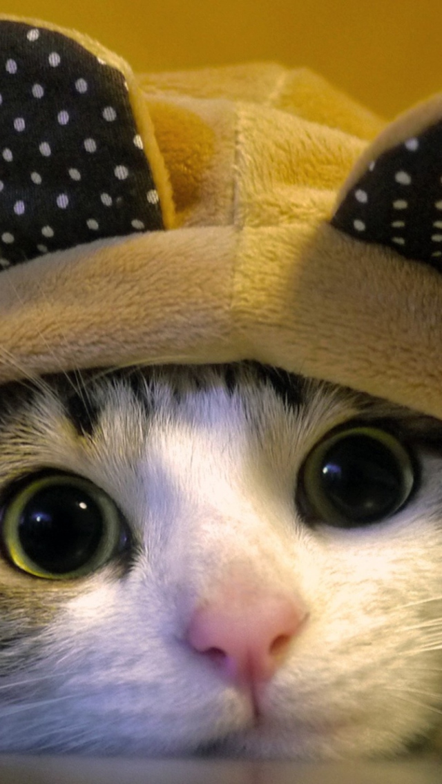 Sfondi Cat Wearing Funny Hat 640x1136