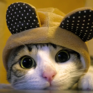 Cat Wearing Funny Hat papel de parede para celular para 2048x2048
