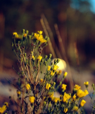 Wild Flowers - Obrázkek zdarma pro Nokia Asha 309