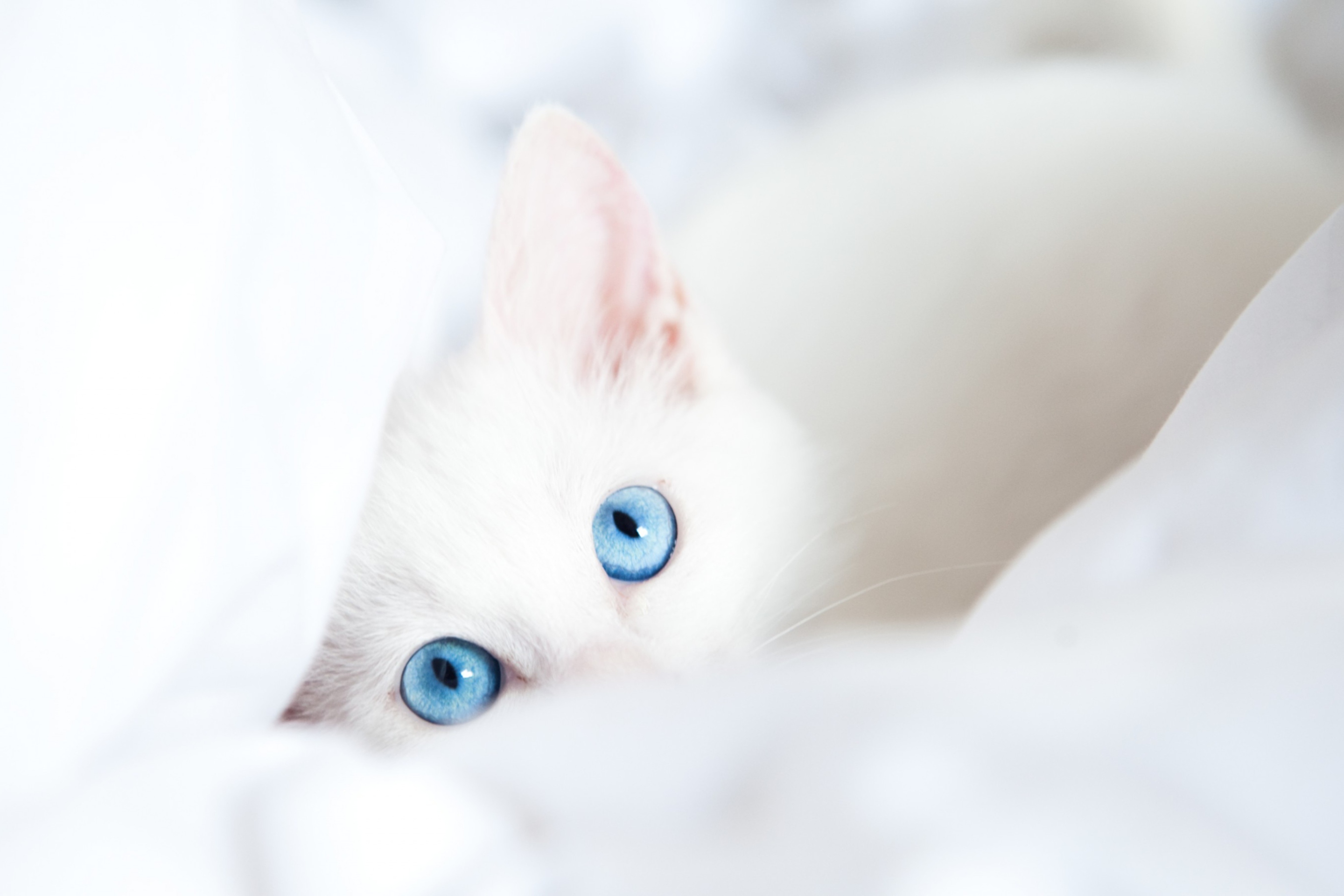 Two Blue Eyes screenshot #1 2880x1920