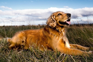 Orange Dog - Obrázkek zdarma 