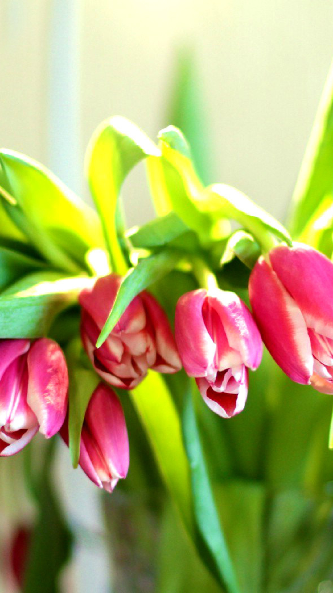 Обои Pink Tulips 1080x1920