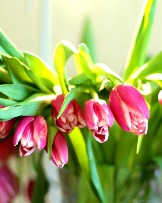 Pink Tulips - Obrázkek zdarma pro 240x400