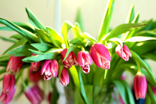 Pink Tulips - Obrázkek zdarma pro Desktop Netbook 1366x768 HD