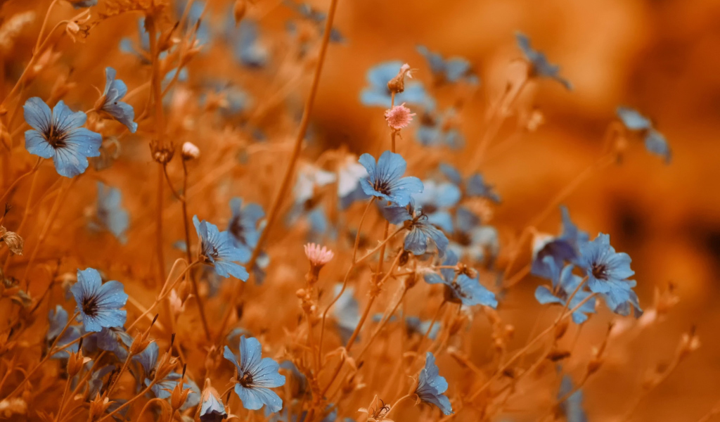 Screenshot №1 pro téma Blue Flowers Field 1024x600