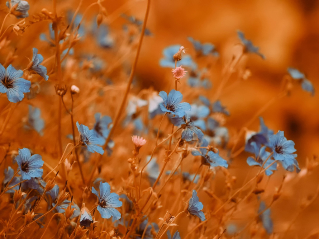 Fondo de pantalla Blue Flowers Field 1024x768
