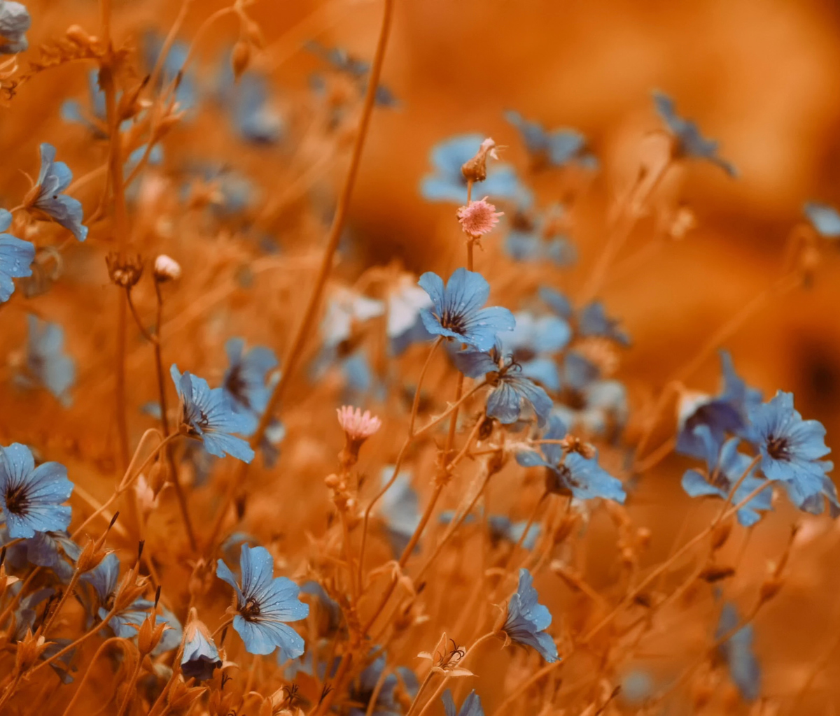 Обои Blue Flowers Field 1200x1024