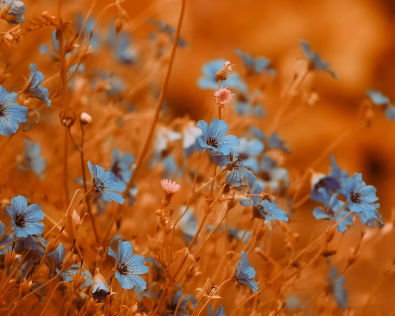 Screenshot №1 pro téma Blue Flowers Field 1280x1024
