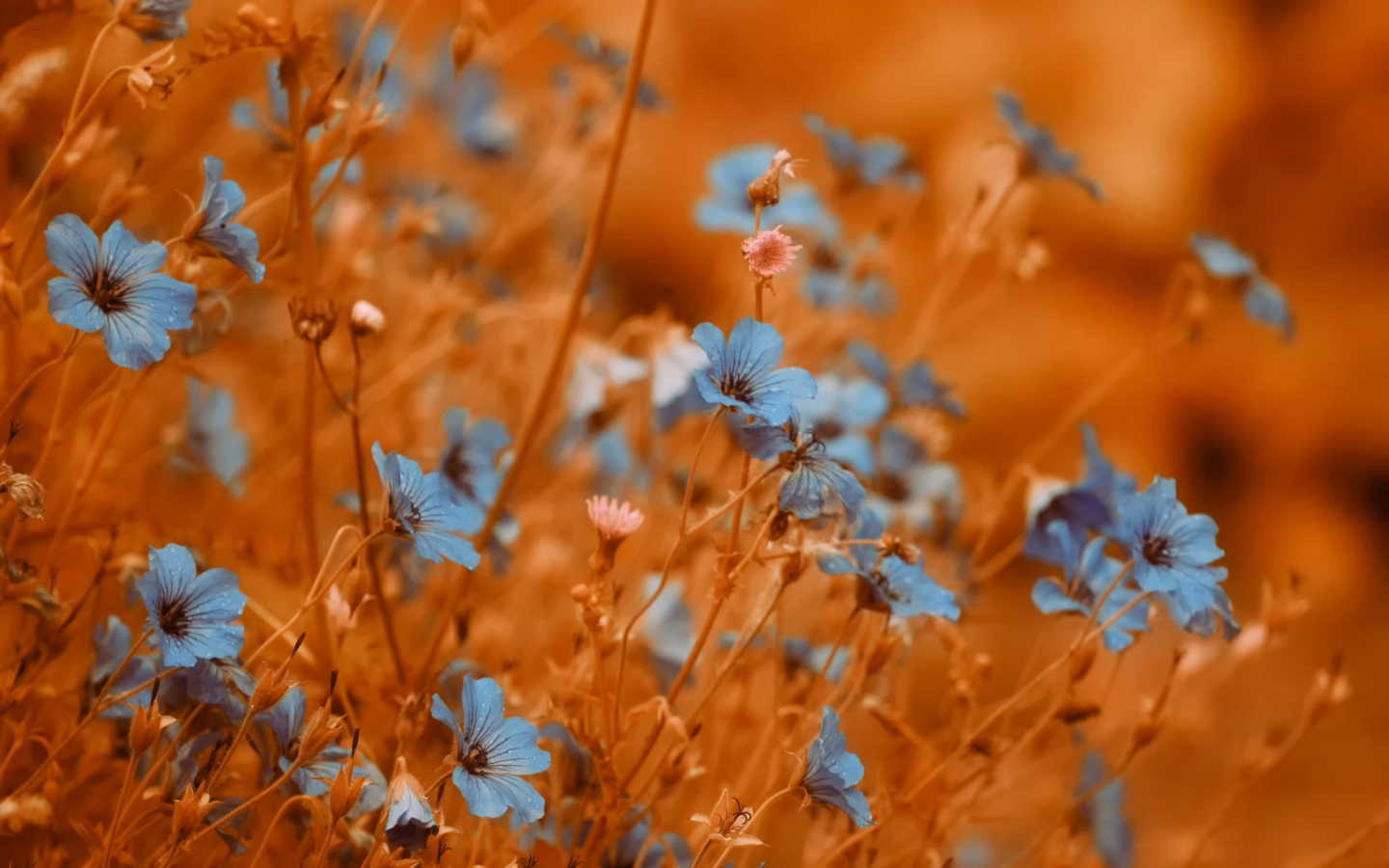 Screenshot №1 pro téma Blue Flowers Field 1440x900