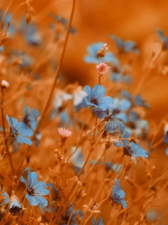 Screenshot №1 pro téma Blue Flowers Field 240x320