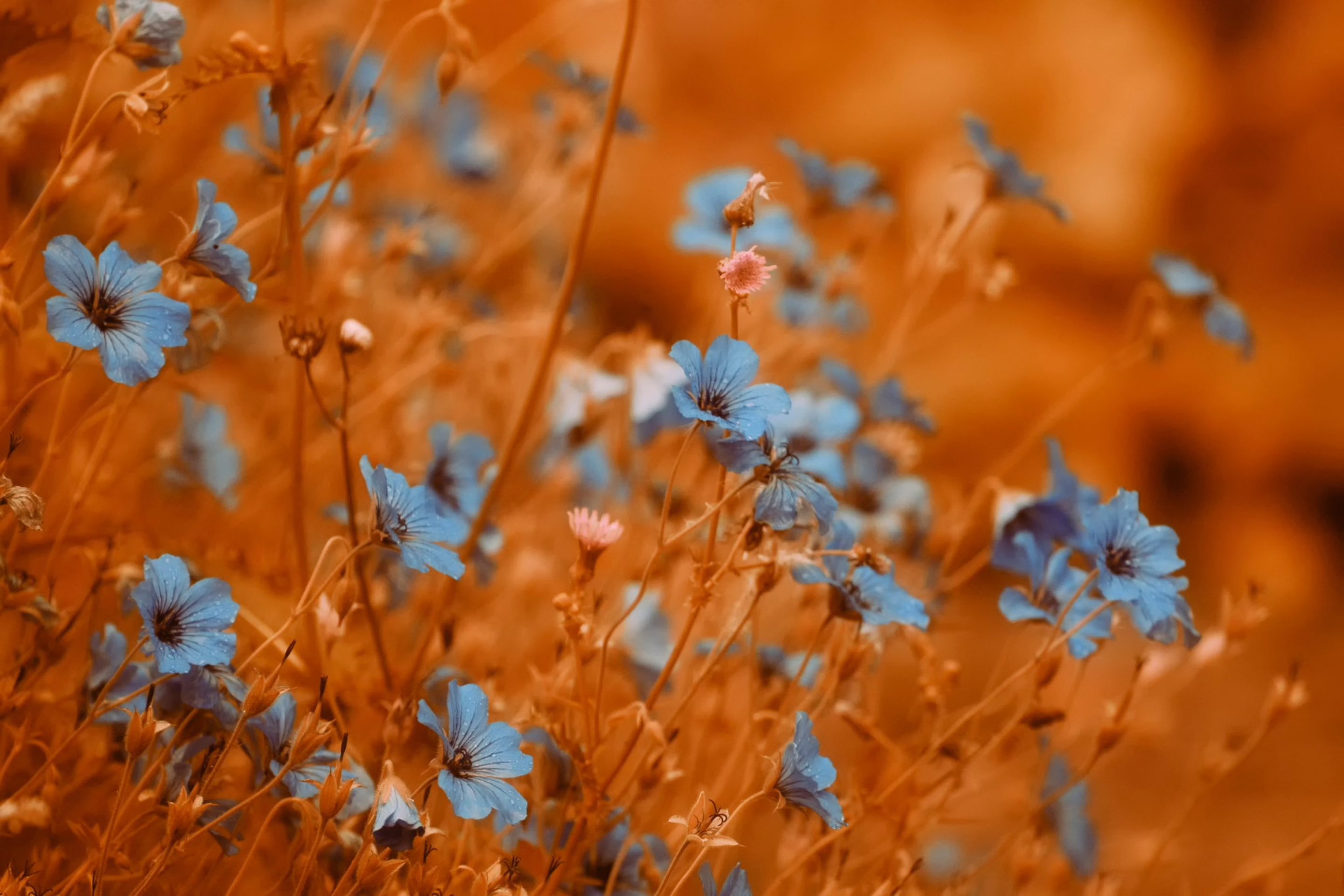 Screenshot №1 pro téma Blue Flowers Field 2880x1920