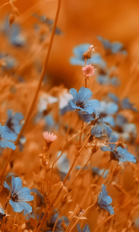 Screenshot №1 pro téma Blue Flowers Field 480x800