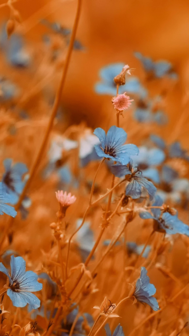 Das Blue Flowers Field Wallpaper 640x1136
