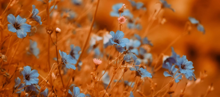 Sfondi Blue Flowers Field 720x320