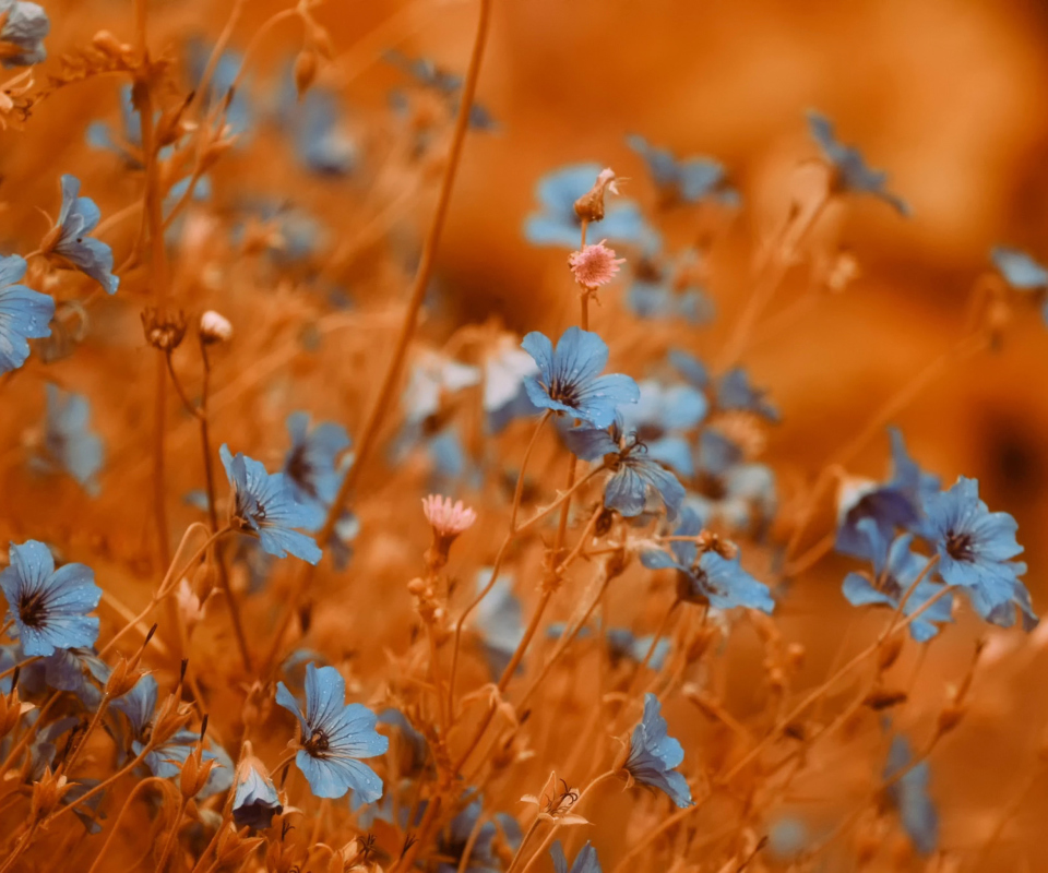 Das Blue Flowers Field Wallpaper 960x800