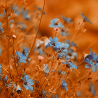 Free Blue Flowers Field Picture for iPad mini